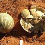 Citrullus colocynthis Fruto
