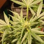 Cannabis sativa Blad