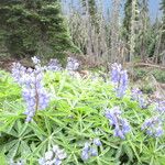 Lupinus arcticus Fiore