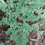 Adiantum raddianum Habit