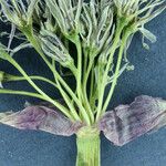 Allium anceps Fleur