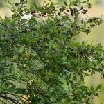 Ilex mucronata फल