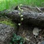 Pyrola rotundifolia Yeri