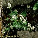 Cochlearia pyrenaica その他の提案