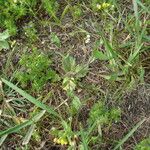 Draba nemorosa Outro