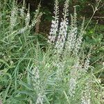 Lysimachia ephemerum Fleur