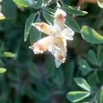 Ceratocapnos claviculata Квітка