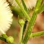 Erigeron bonariensis Kaarna