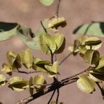 Combretum molle Fruit