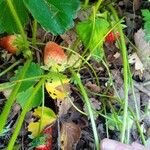 Fragaria x ananassa Fruchs