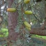 Cedrus libani 葉