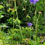 Aquilegia sibirica Habit