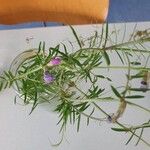 Vicia peregrina Hoja