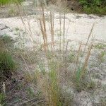 Aristida pallens Hábito