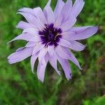 Catananche caeruleaBlodyn