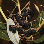 Comarostaphylis arbutoides Fruit