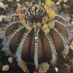 Uebelmannia pectinifera Hábito