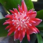 Billbergia pyramidalis Fleur