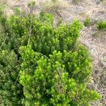 Erica azorica Fuelha