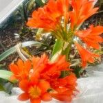 Clivia miniataFlor