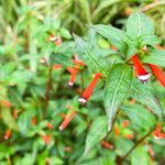 Cuphea ignea Blüte