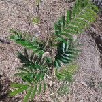 Vachellia collinsii Leaf