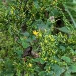 Hypericum tetrapterum Habit