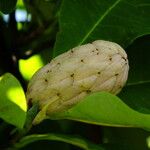 Magnolia tripetala Fruitua