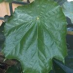 Pterospermum acerifolium Blatt