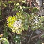 Iberis carnosa Fruto