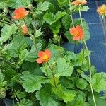 Geum coccineum Συνήθη χαρακτηριστικά