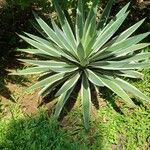 Agave angustifolia Leaf