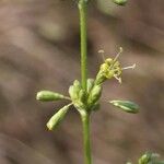Silene exaltata Flower