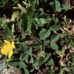 Potentilla brauneana Blad