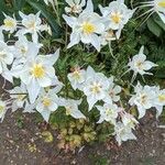 Aquilegia pubescens Flower