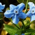 Cynoglossum amabile Λουλούδι