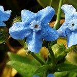 Cynoglossum amabile Flor