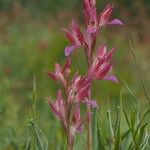 Anacamptis papilionacea फूल