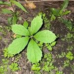 Panax quinquefolius Blad