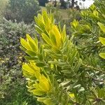 Leucadendron laureolum Frunză