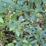 Psychotria carthagenensis Hábitos
