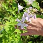 Campanula lactiflora फूल