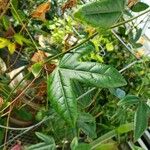 Passiflora spp. Blatt