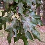 Quercus falcata Φύλλο