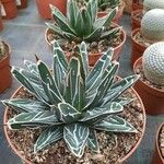 Agave victoriae-reginae Folla