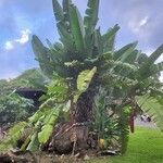 Heliconia mariae Blatt