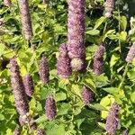 Agastache foeniculumЦветок