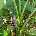 Liriope graminifolia Flower