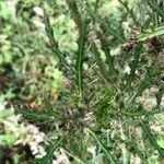 Cirsium palustre Leaf