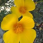 Eschscholzia caespitosa Flor